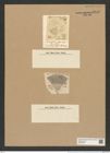 Coscinodiscus pericompsos Rattr. (de-Toni-Nr.: Genus 202, Species 5090) Zeichnungen Sammlung Grunow Nr. 8843 (NHMW-BOT-W0378469)